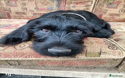 German Wirehaired Pointer dogs for sale: A LITTLE LAD! KC REG AND FULLY VACCINATED. - Image 1