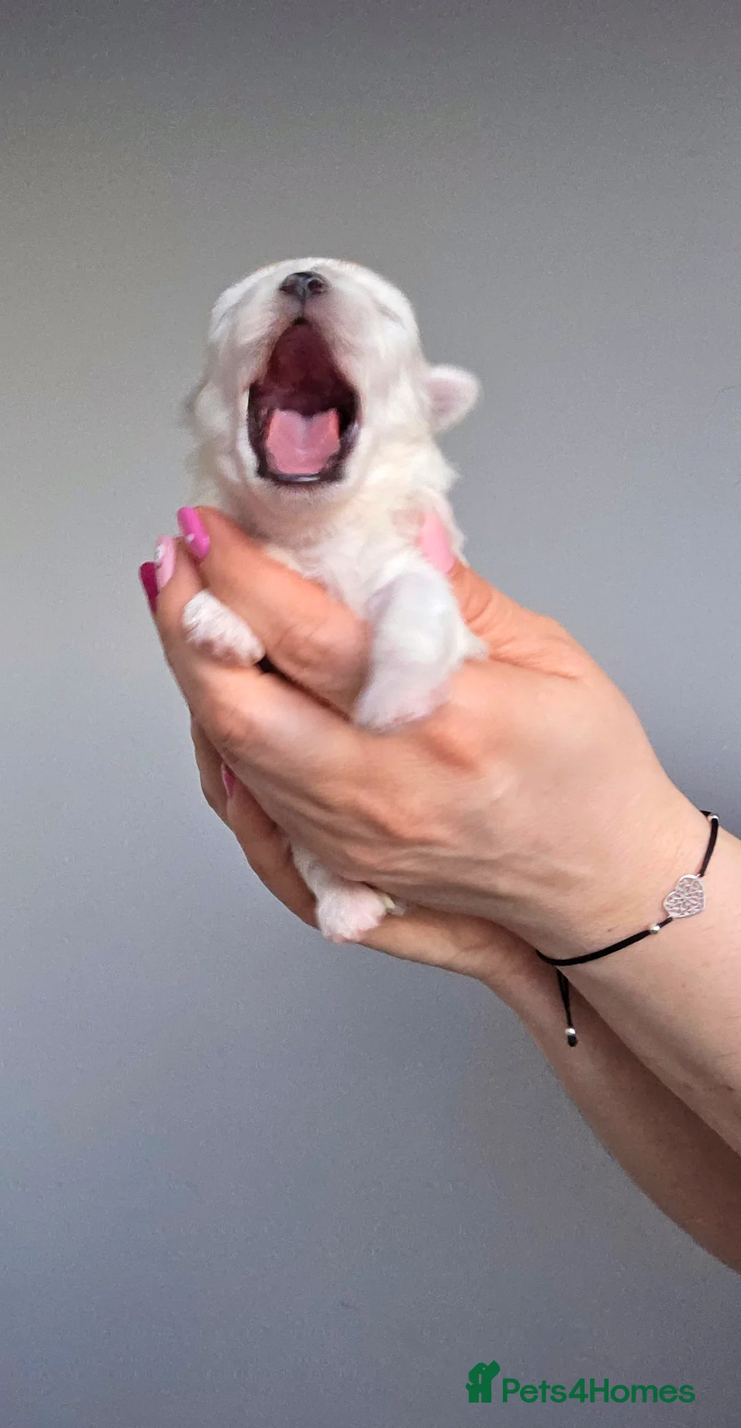 Maltese dogs for sale: KC registered Maltese Puppies - Advert 8