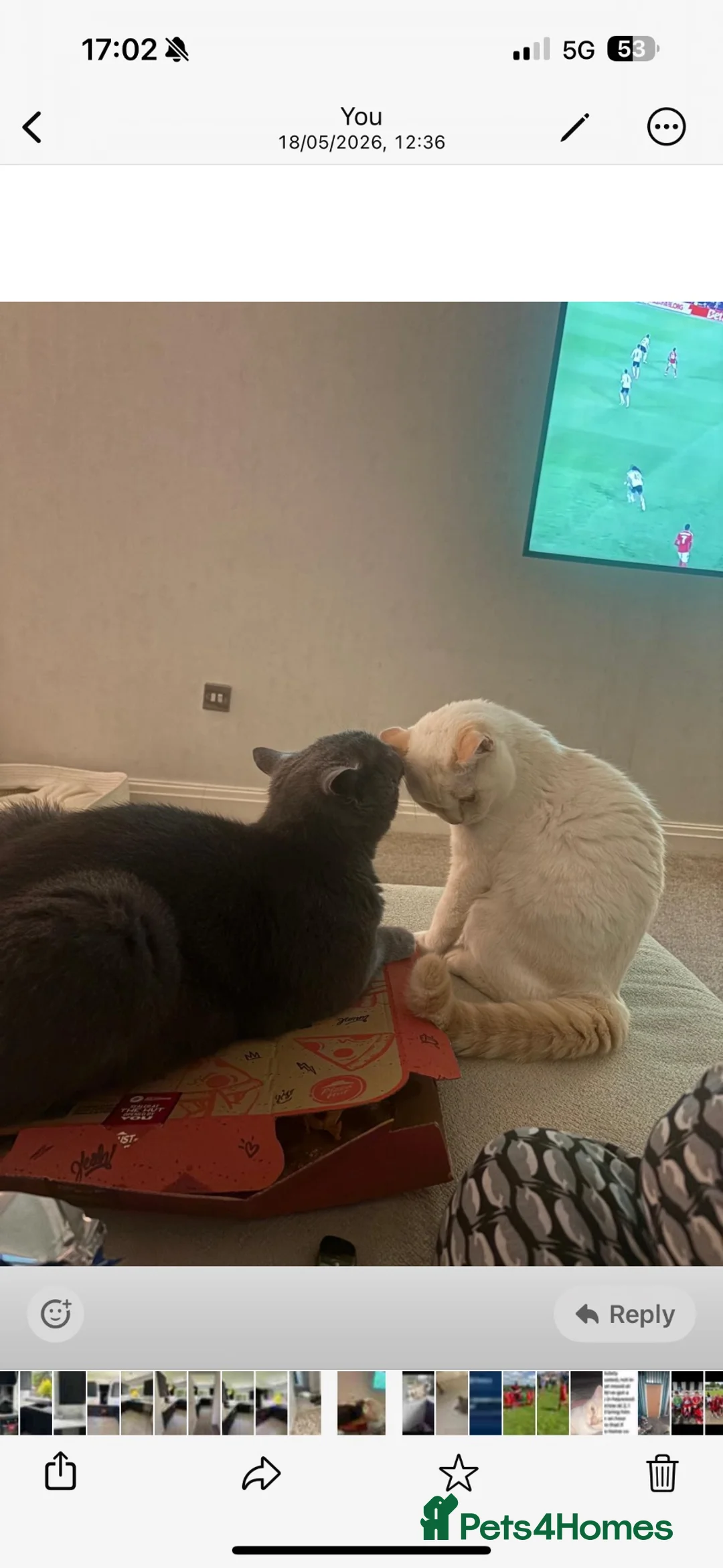 British Shorthair cats for sale: Two British short hairs. - Advert 2