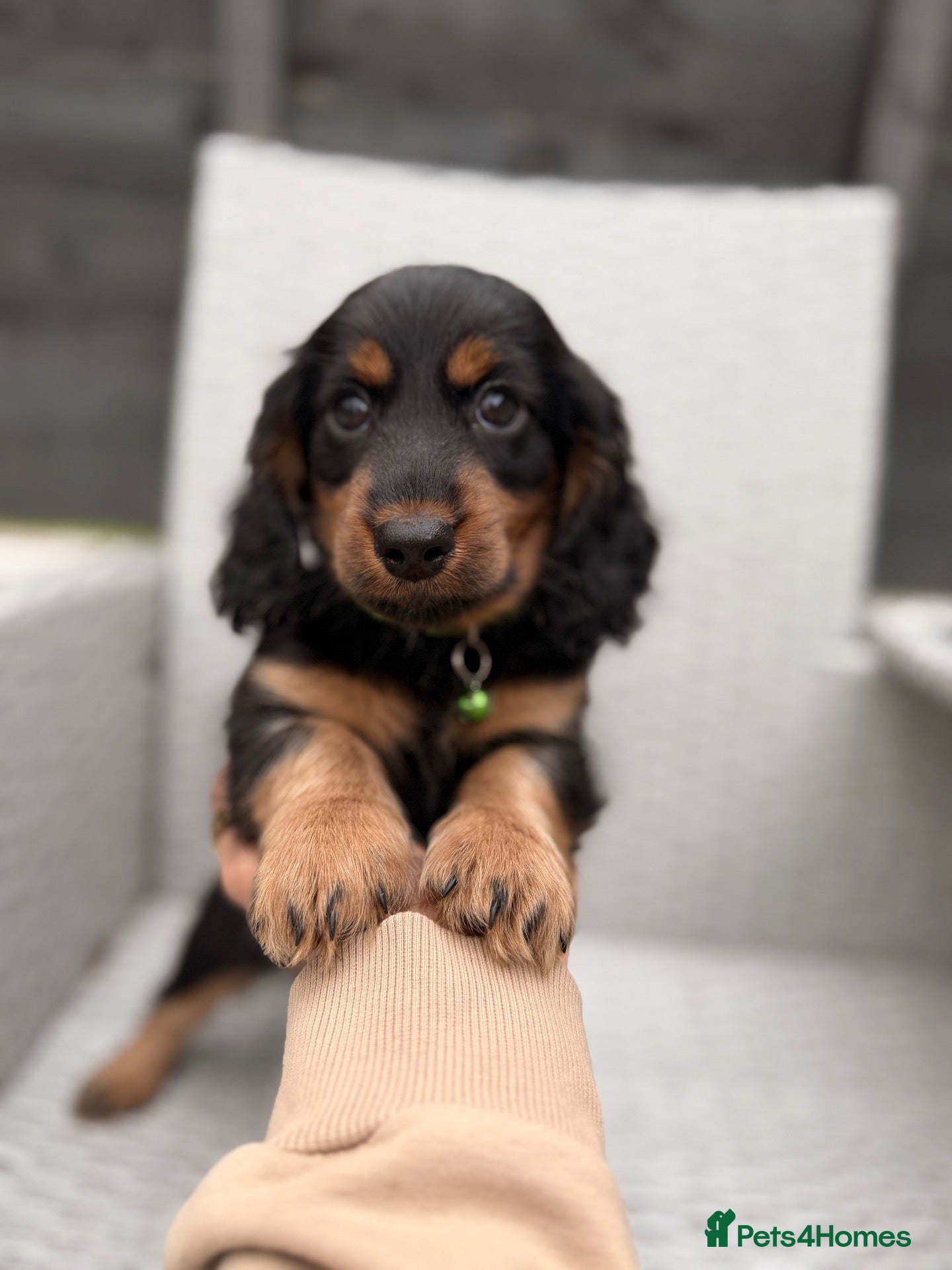 Dachshund dogs Ready now-2 Outstanding boy available💙🐶💚 - Advert 1