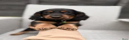 Dachshund dogs for sale: Ready now-1 Outstanding boy available🖤🐶❤️ - Advert 3