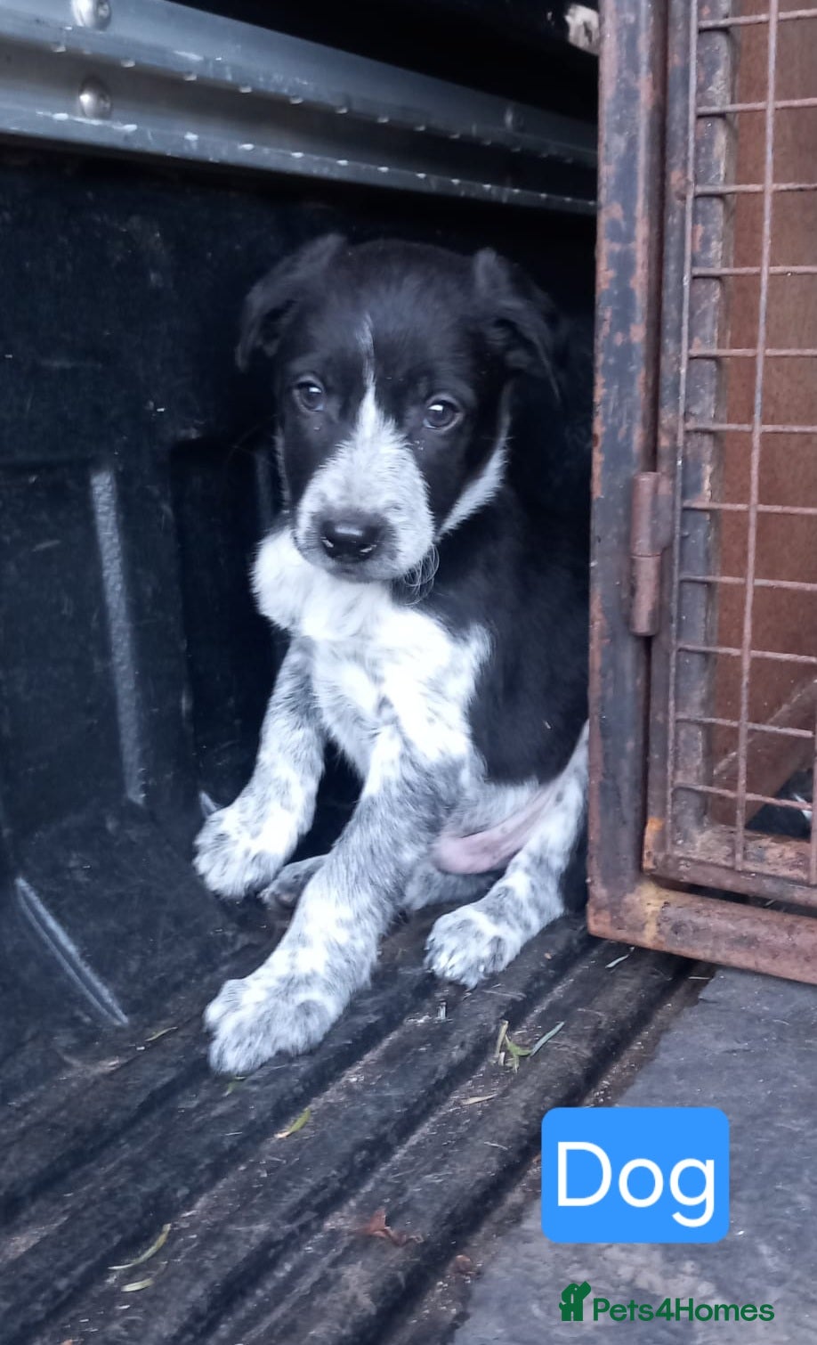 Border Collie dogs Border Collie Pups - Advert 2