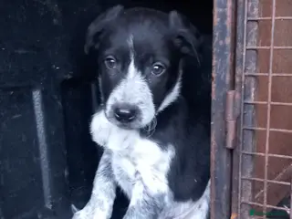 Border Collie dogs Border Collie Pups - Advert 2