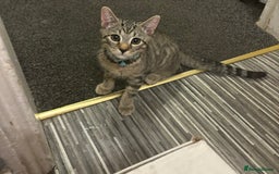 Mixed Breed cats for sale: Beautiful kitty  - Image 1