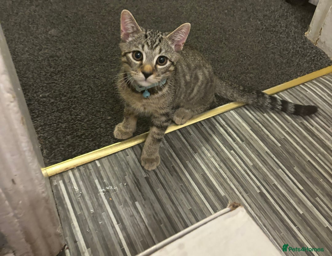 Mixed Breed cats for sale: Beautiful kitty  - Image 1