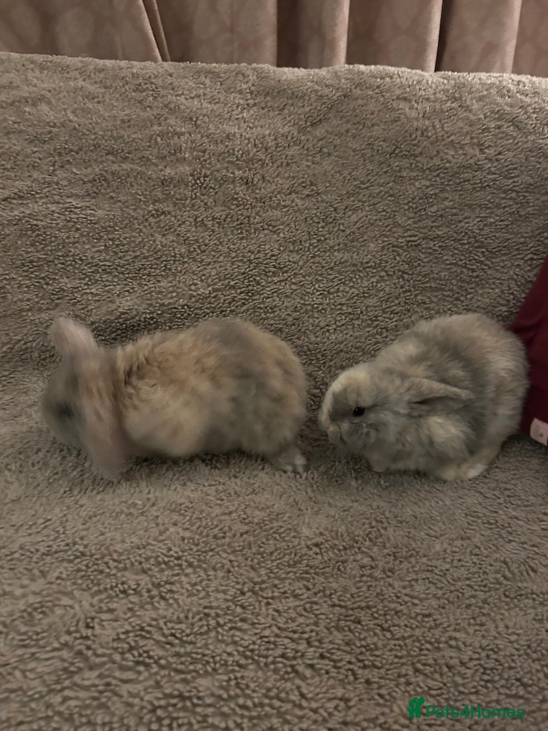 Mini Lop rabbits for sale: Two baby mini lops - Advert 8