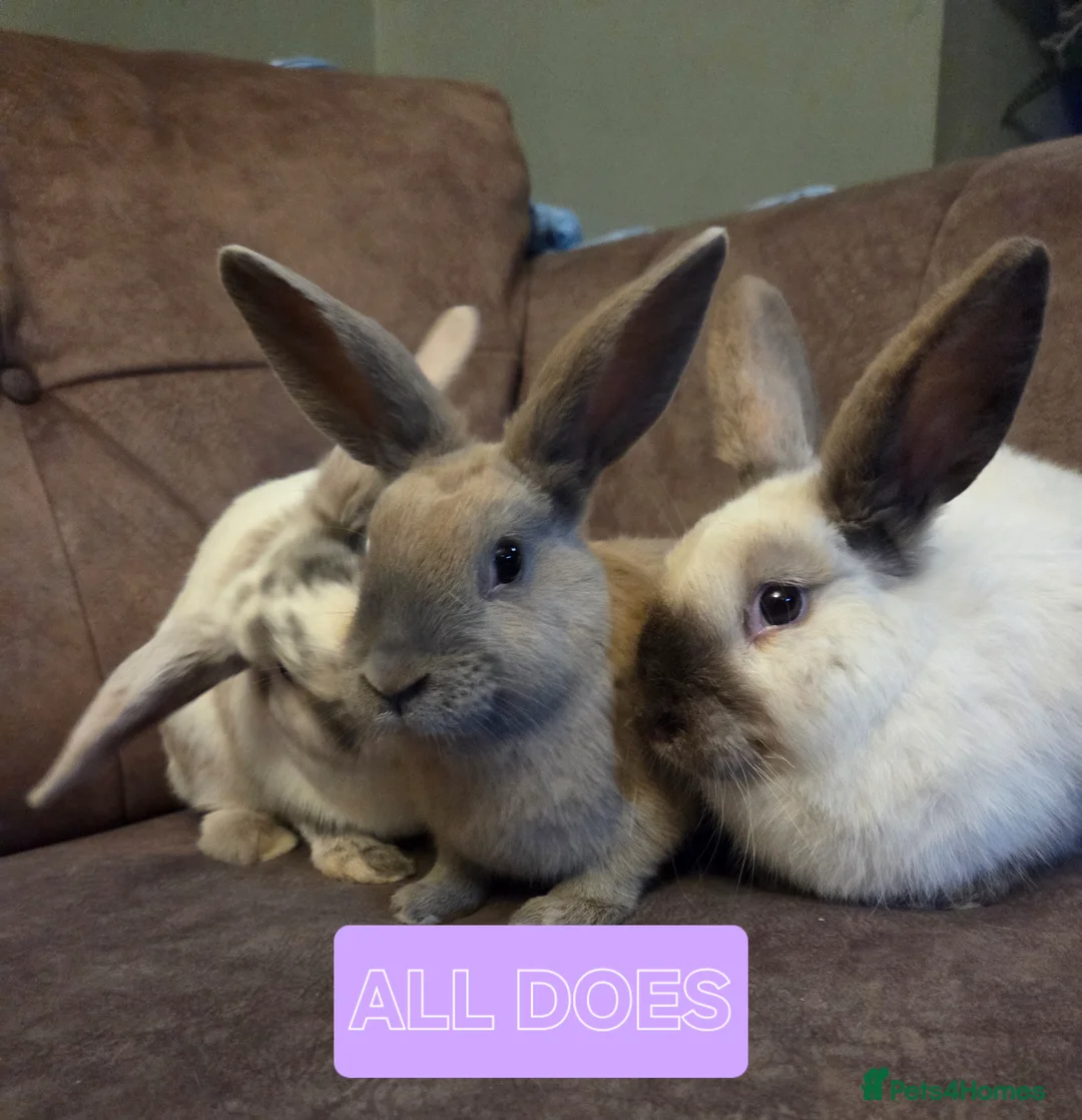 Mini Lop rabbits for sale: Mini lop 10 week ☆5 left 4 does 1 buck - Advert 1