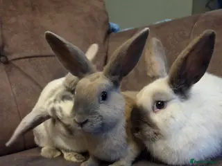 Mini Lop rabbits for sale: Mini lop 10 week ☆5 left 4 does 1 buck - Advert 1