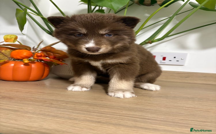 Siberian Husky dogs - Advert 4