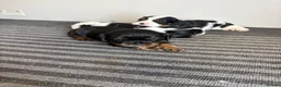 Cavalier King Charles Spaniel dogs for sale: Full bred choc carriers CKCS puppy’s  - Advert 12
