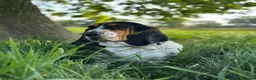Basset Hound dogs for sale: Need a loving home for our girl basset hound❤️ - Advert 7