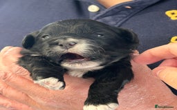Mixed Breed dogs for sale: Peekapoo puppies for sale  - Image 2