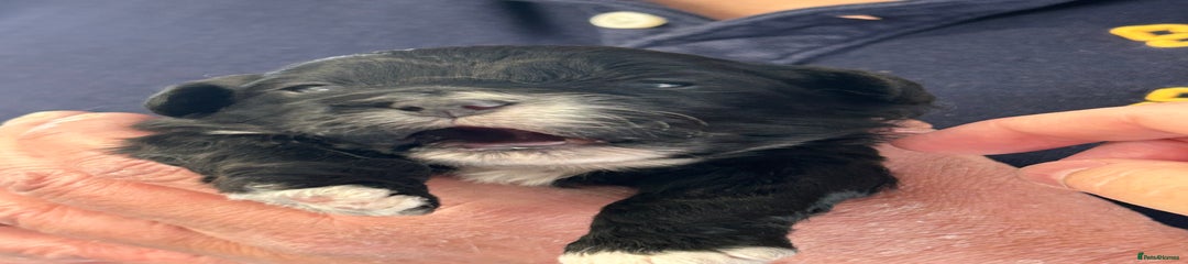 Peekapoo