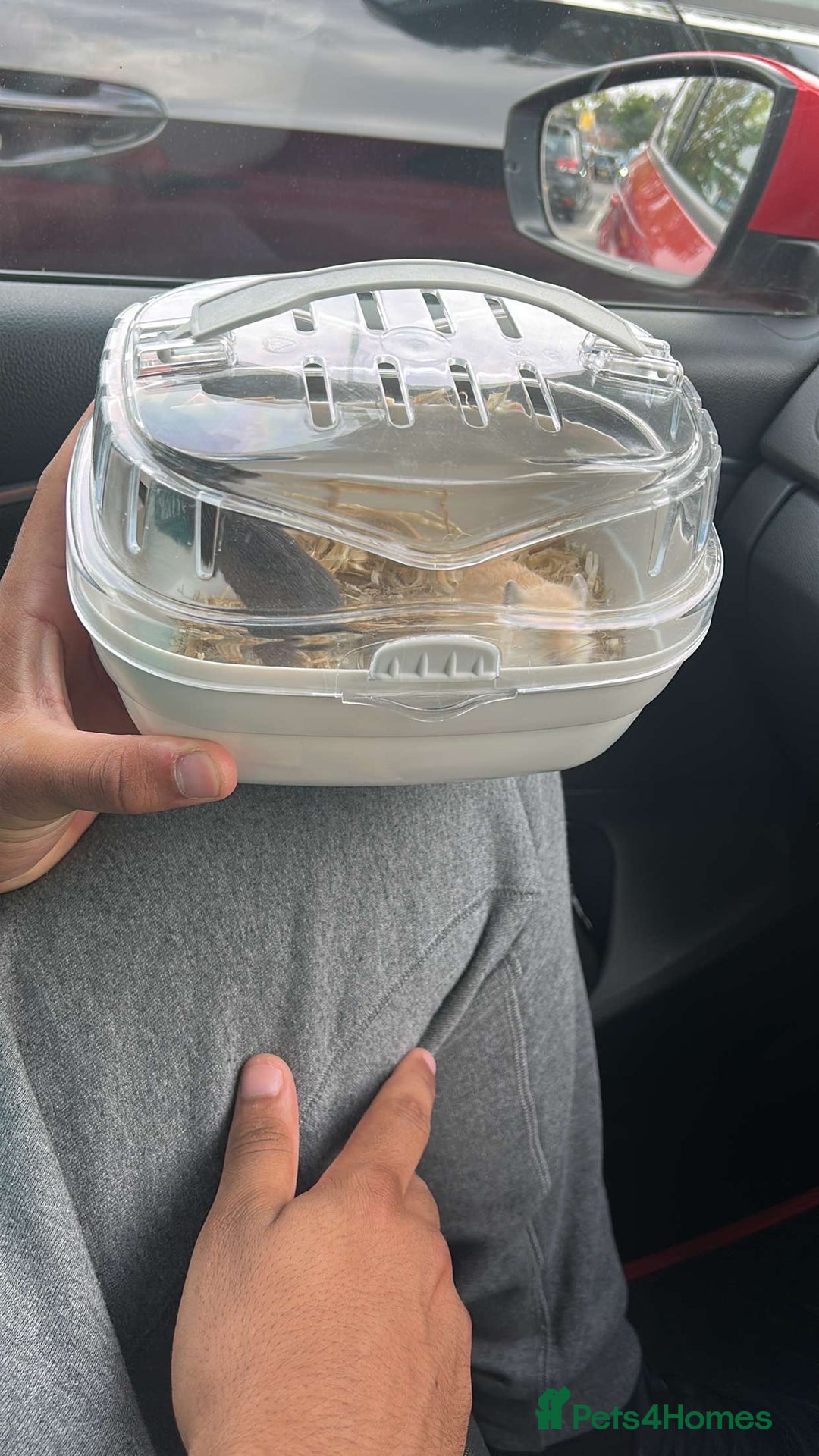 Gerbil rodents for sale: 2 lovely Gerbils - Image 3