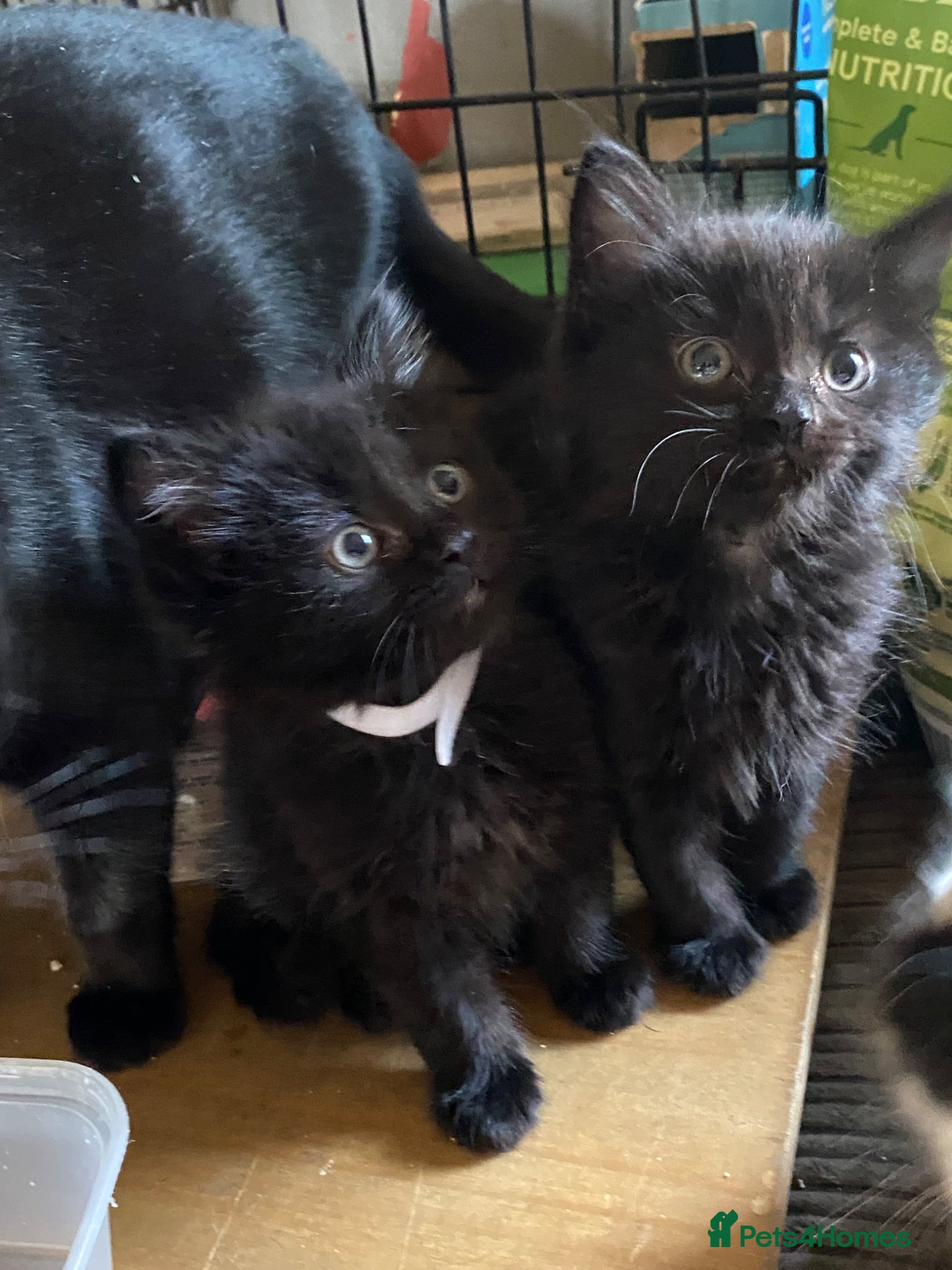 Mixed Breed cats Last little black Female kitten still available  - Advert 20