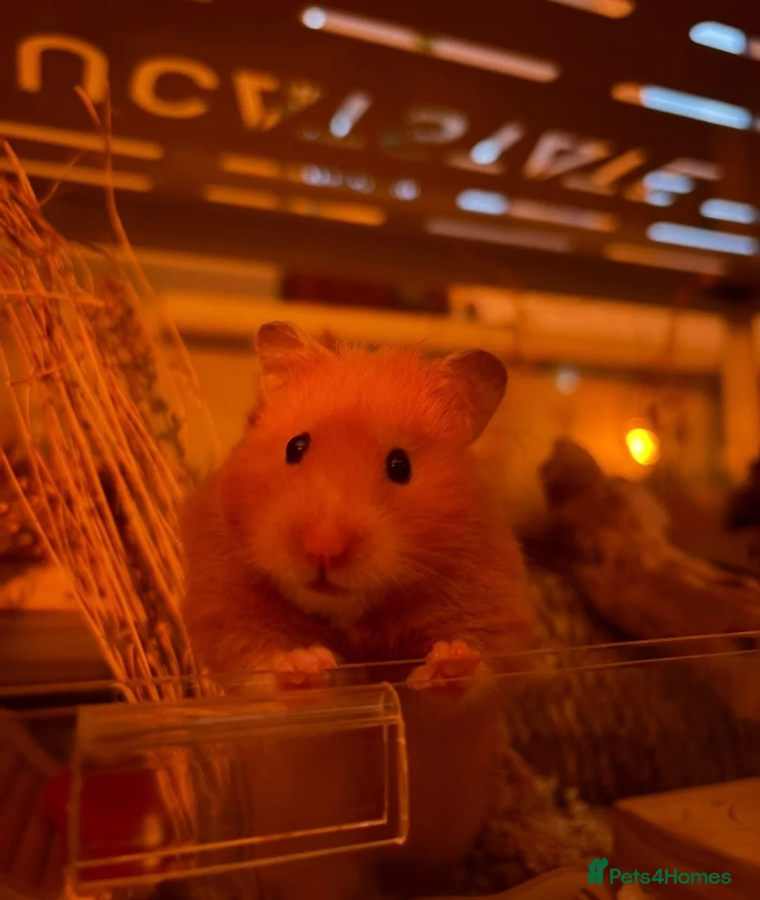 Hamster rodents for sale: female syrian hamster  in Newport Pagnell - Advert 2