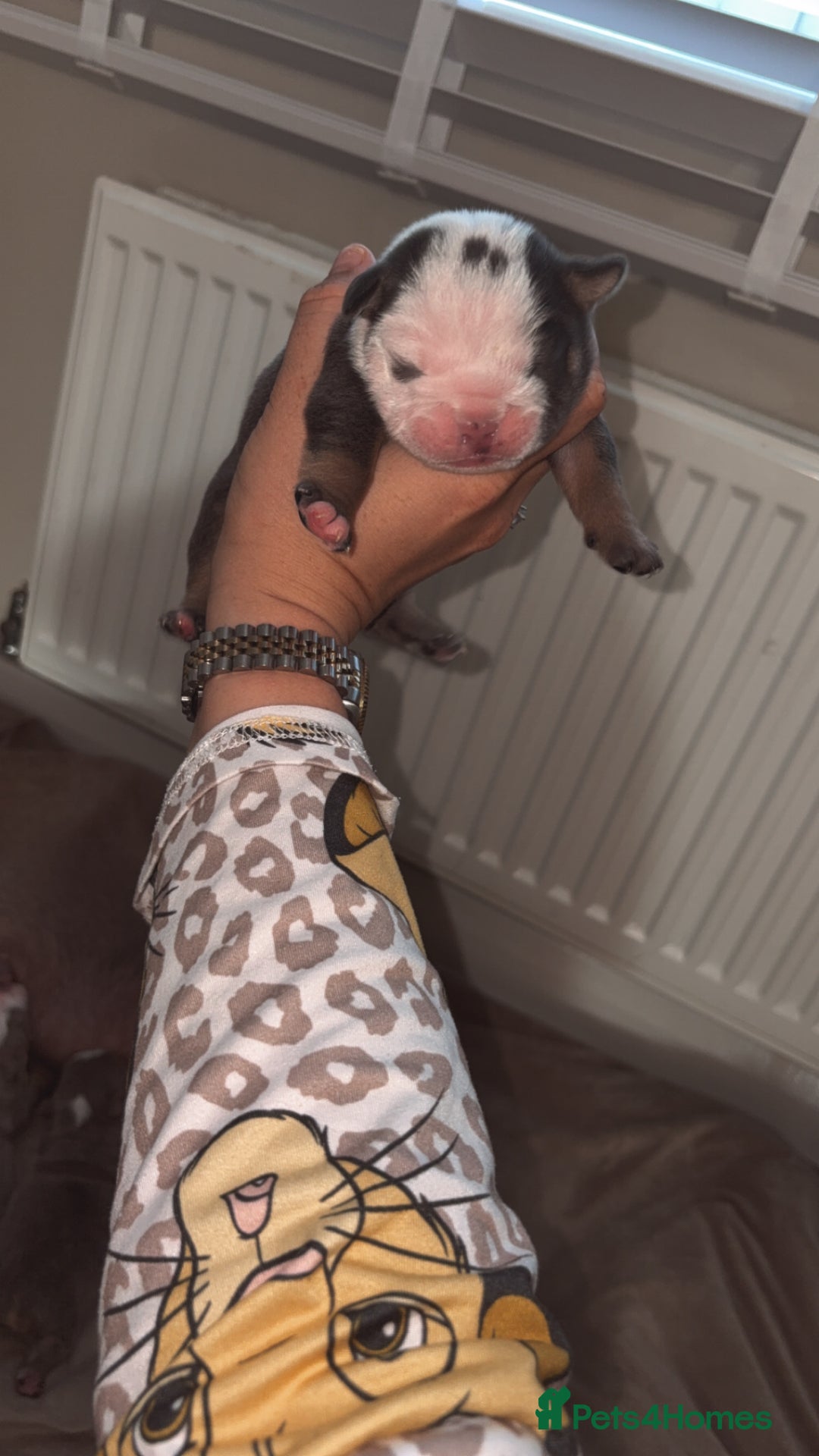 English Bulldog dogs for sale: BRITISH BULLDOG MALE/FEMALE - Image 9