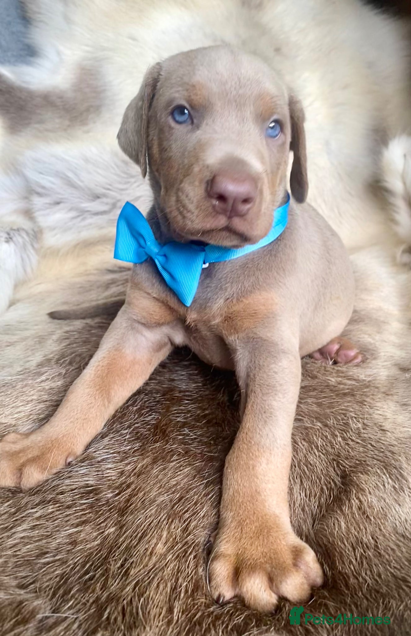 Dobermann dogs *KC REGISTERED* HEALTH TESTED DOBERMAN PUPPIES - Advert 1