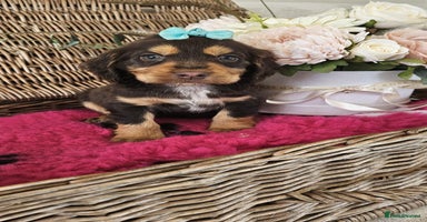 Cocker Spaniel dogs - Advert 8