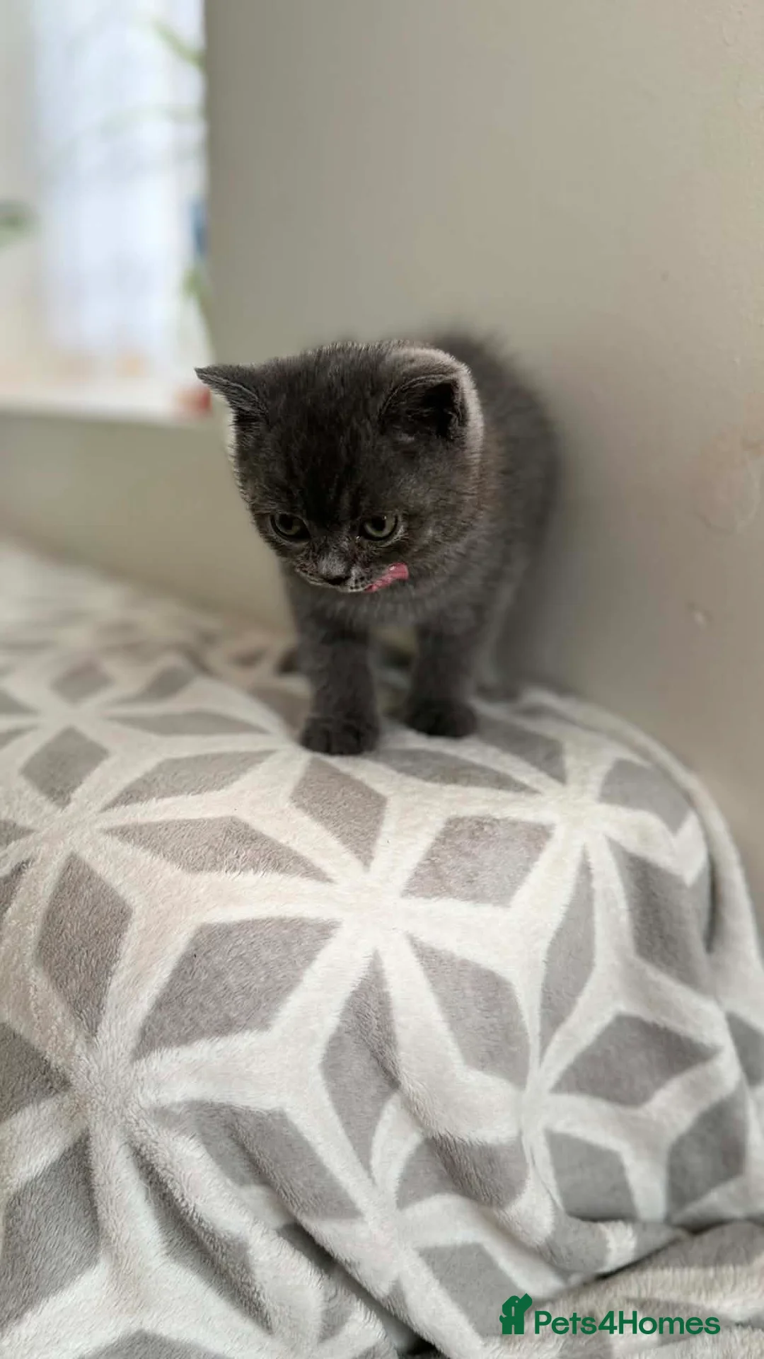 British Shorthair cats for sale: Stunning Blue British Shorthair (last available) - Advert 2