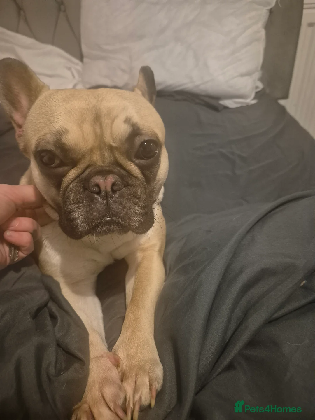 French Bulldog dogs for stud: Looking for stud  - Advert 3
