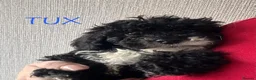 Cockapoo dogs for sale: 🐾 Beautiful F1bb Cockerpoo Puppies 🐾 - Advert 17