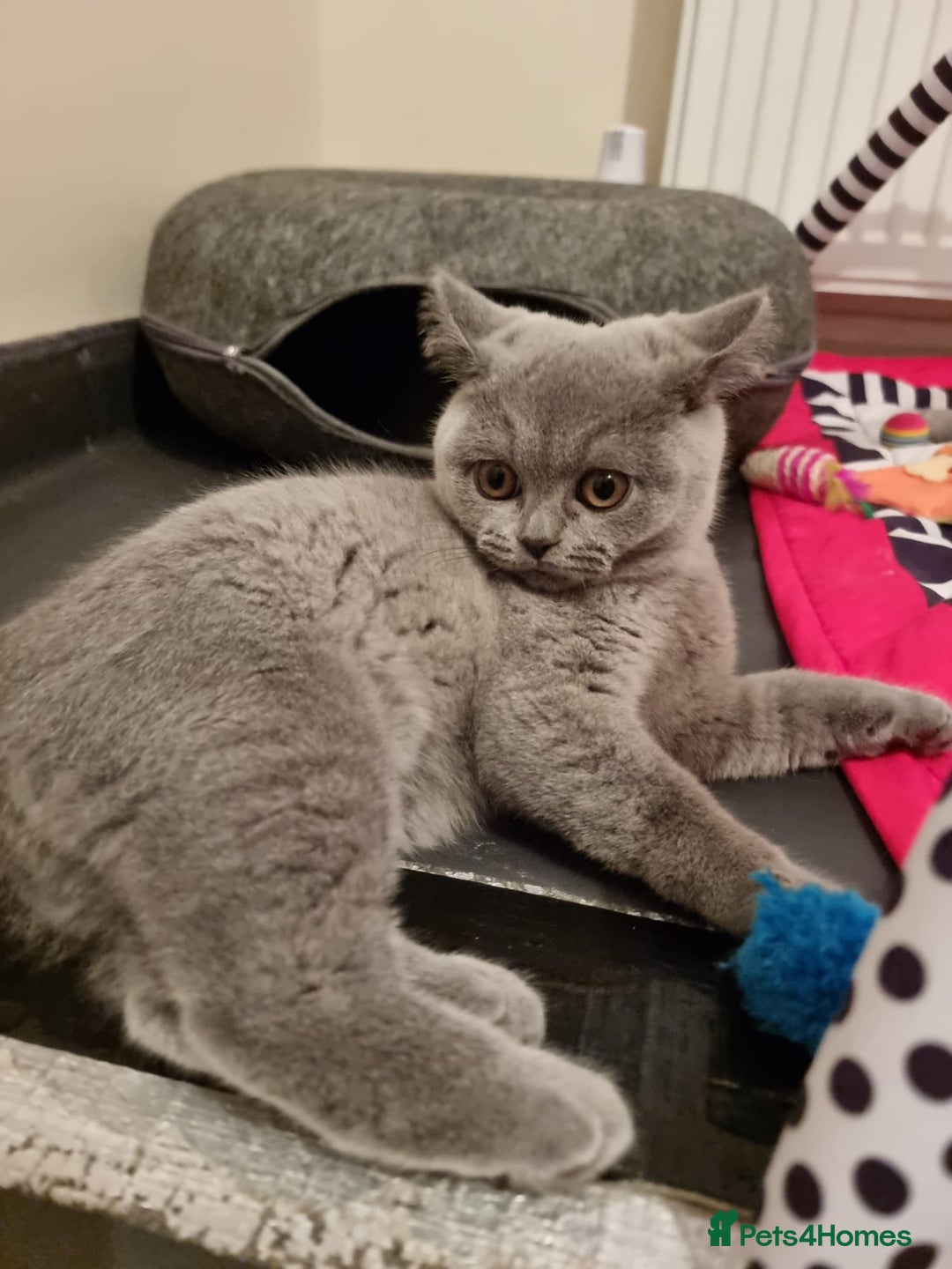 British Shorthair cats for sale:  To Go Now 3 Female Ready GCCF Healthy Pedigree - Advert 34