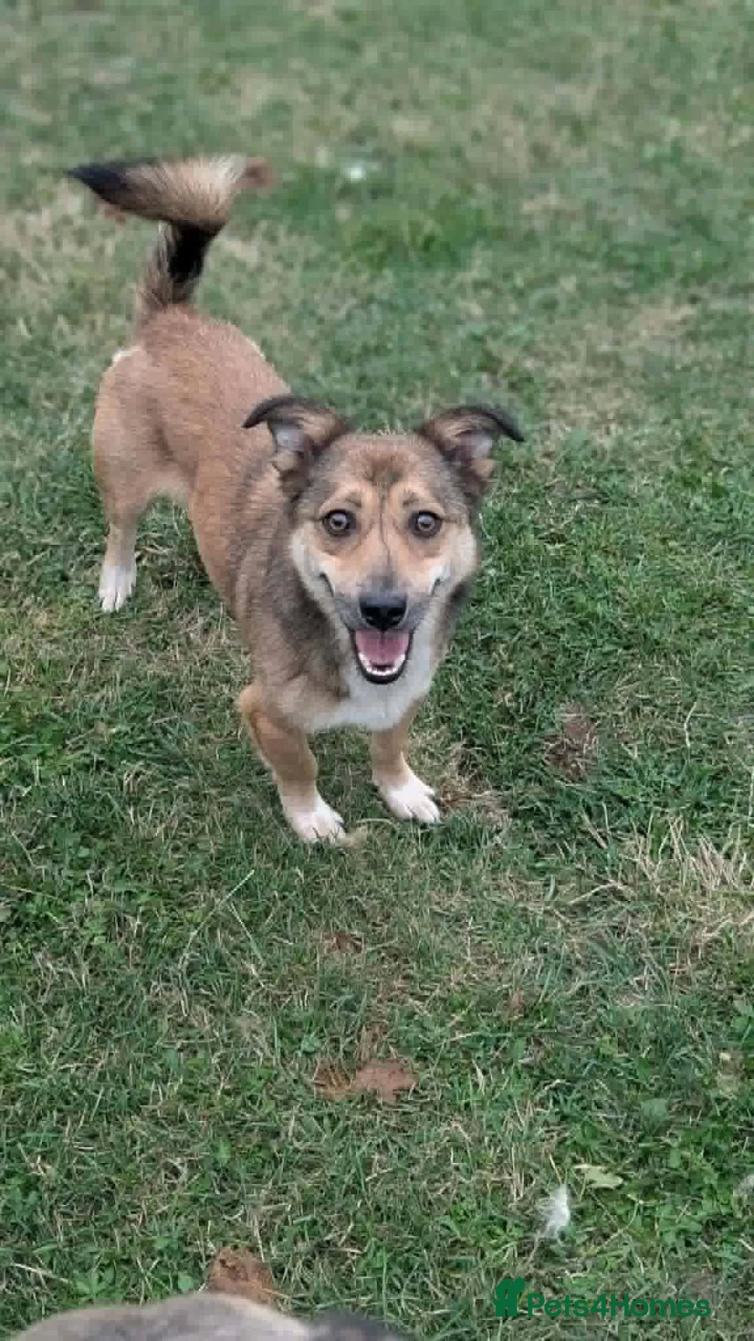 Mixed Breed dogs for adoption: Watson for adoption - Advert 2