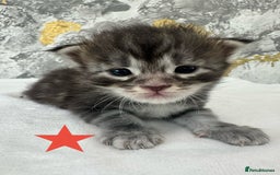 Maine Coon cats for sale: Full Maine Coone Kittens - Image 16