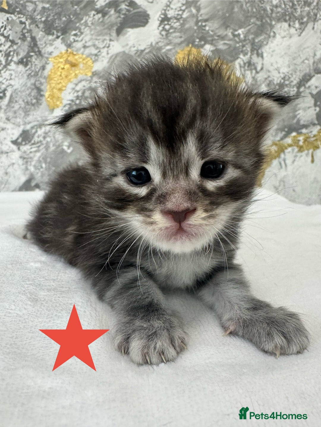 Maine Coon cats for sale: Full Maine Coone Kittens - Image 16