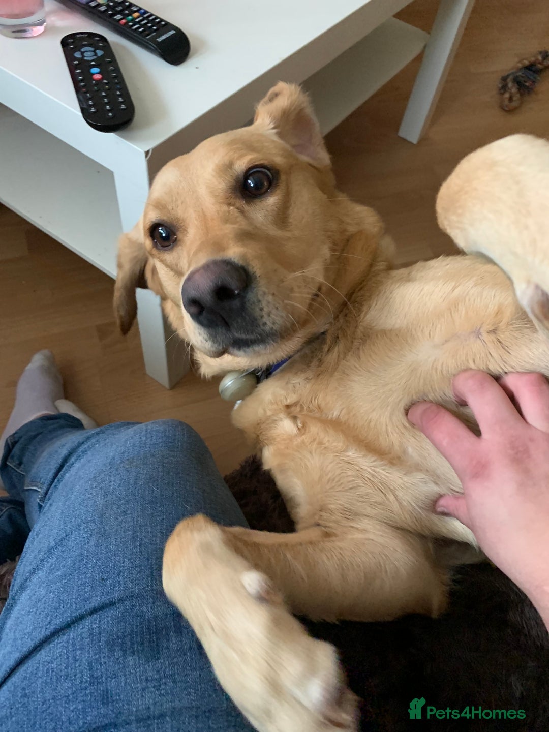 Labrador Retriever dogs for sale: Pedigree female Red Fox Labrador Retriever for  - Advert 13