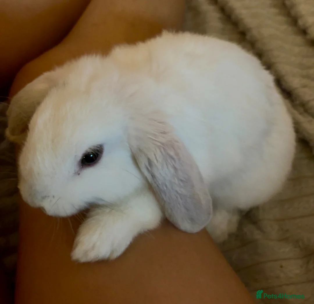 Netherland Dwarf rabbits for sale: Male Netherland dwarf/ female dwarf lop in Ilfracombe - Advert 2