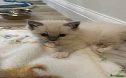 Ragdoll cats for sale: Stunning Bluepoint Ragdoll kittens!  - Image 26