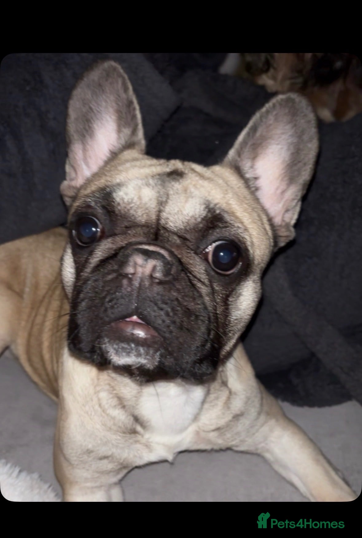 French Bulldog dogs Female French Bulldog - Gracey - Advert 1
