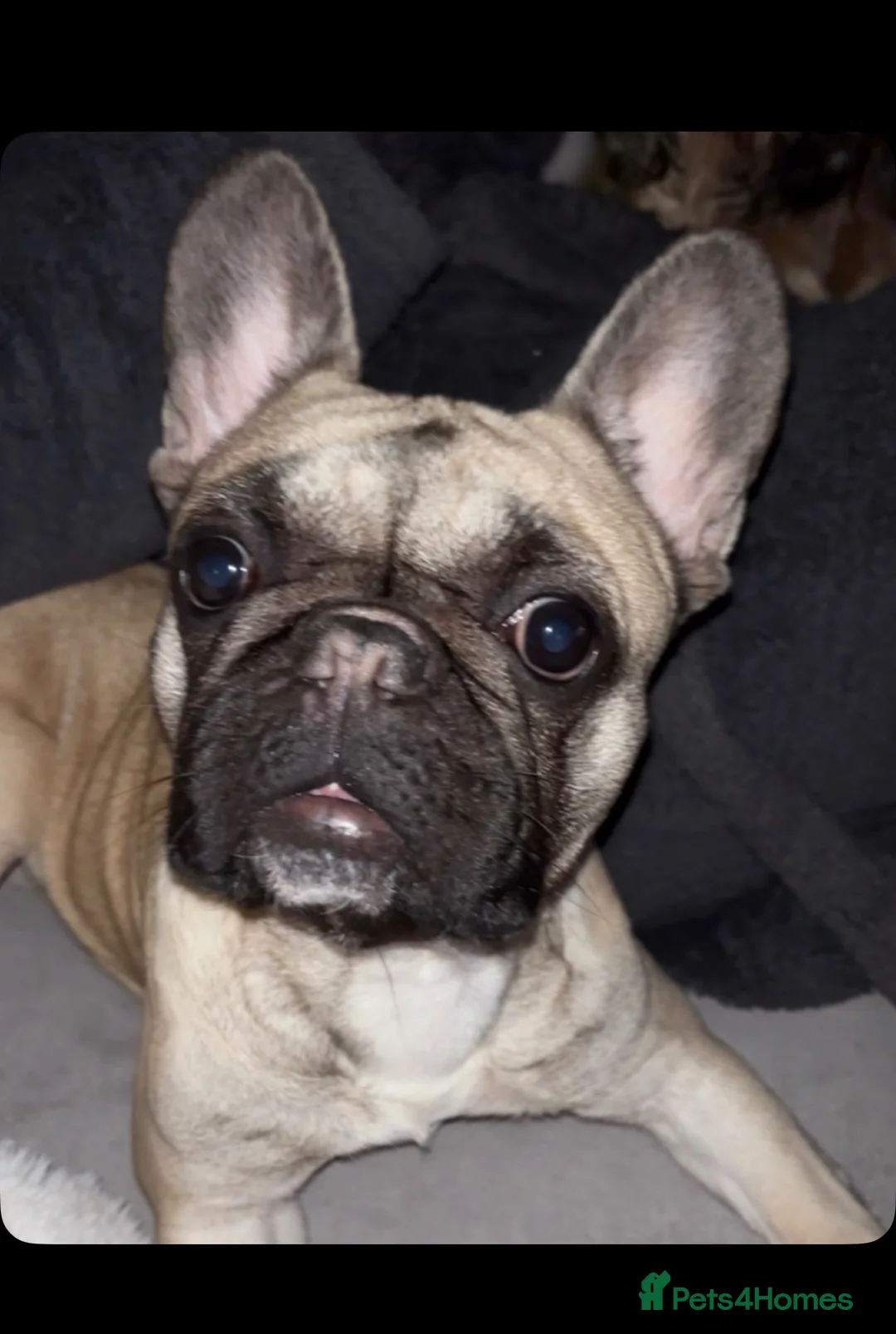 French Bulldog dogs for sale: Female French Bulldog - Gracey in Warrington - Advert 1