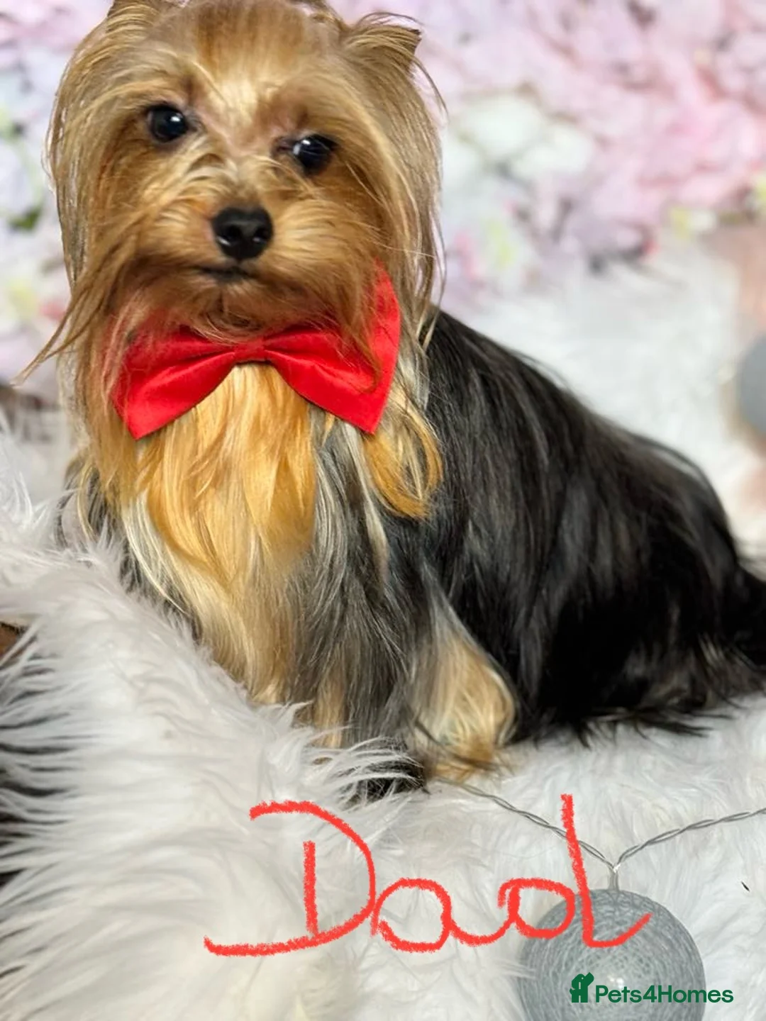 Yorkshire Terrier dogs for sale: Yorkshire terrier small girl-KC register  - Advert 4
