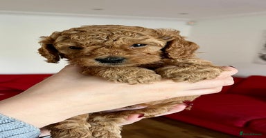 Cavapoo dogs - Advert 6