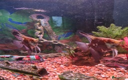 Angelfish fish for sale: 2 angel fish, breeding pair - Image 1