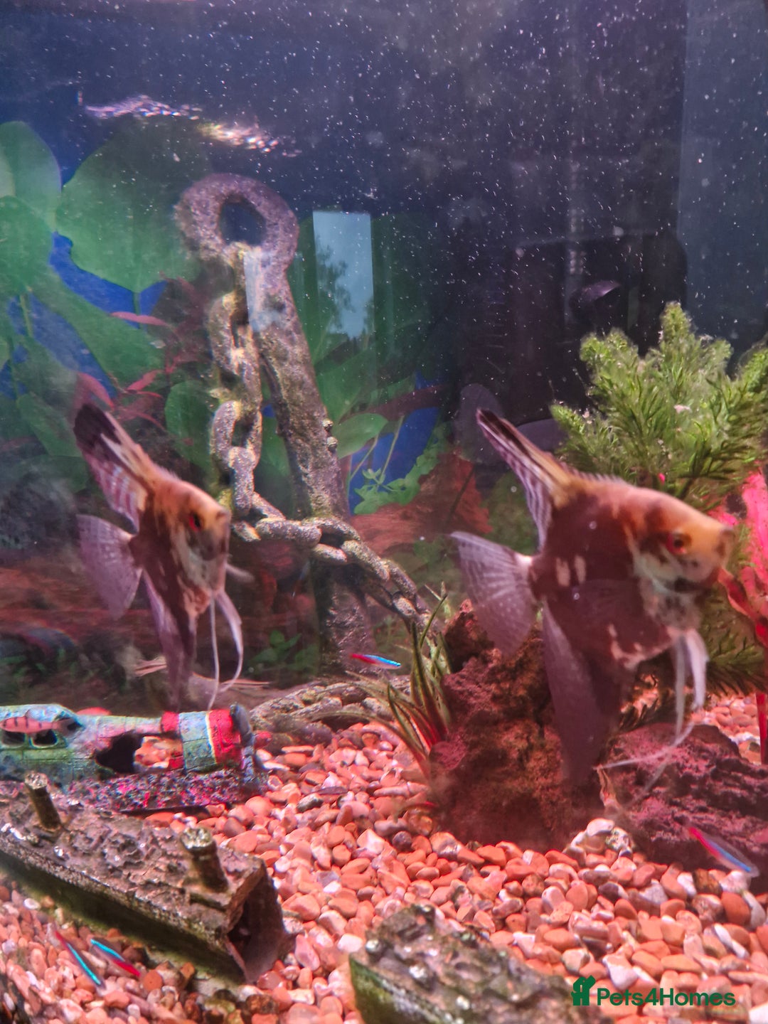 Angelfish fish for sale: 2 angel fish, breeding pair - Image 1