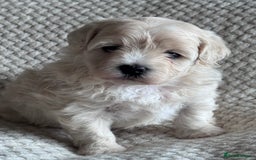 Maltipoo dogs for sale: 🐾 Maltipoo Puppies Raised With Love-DNA Clear  - Image 4