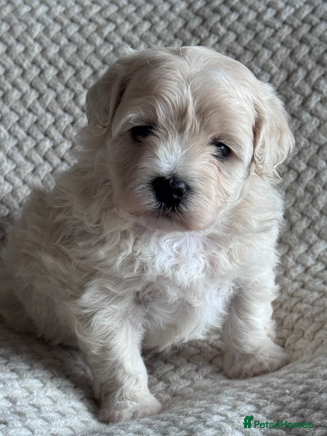 Maltipoo dogs for sale: 🐾 Maltipoo Puppies Raised With Love-DNA Clear  - Image 4
