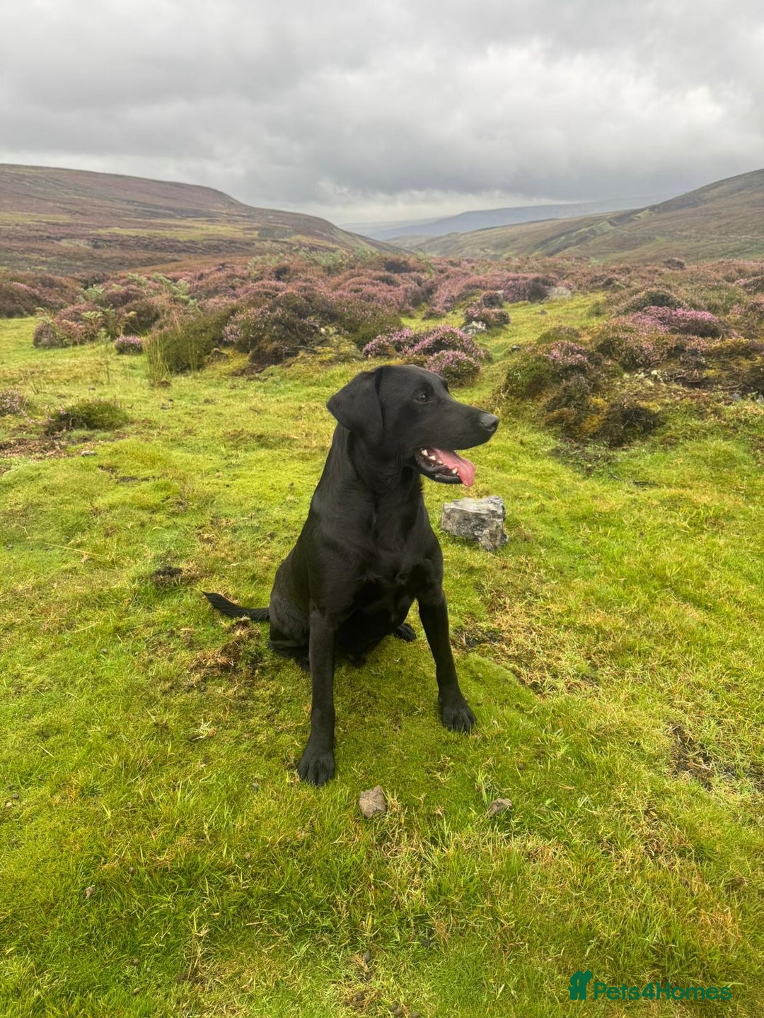 Labrador Retriever dogs for sale: Labrador puppies from working lines - Image 2