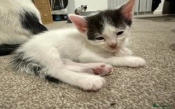 Mixed Breed cats for sale: 🤩🤩 8 beautiful babies 🤩🤩 - Image 13