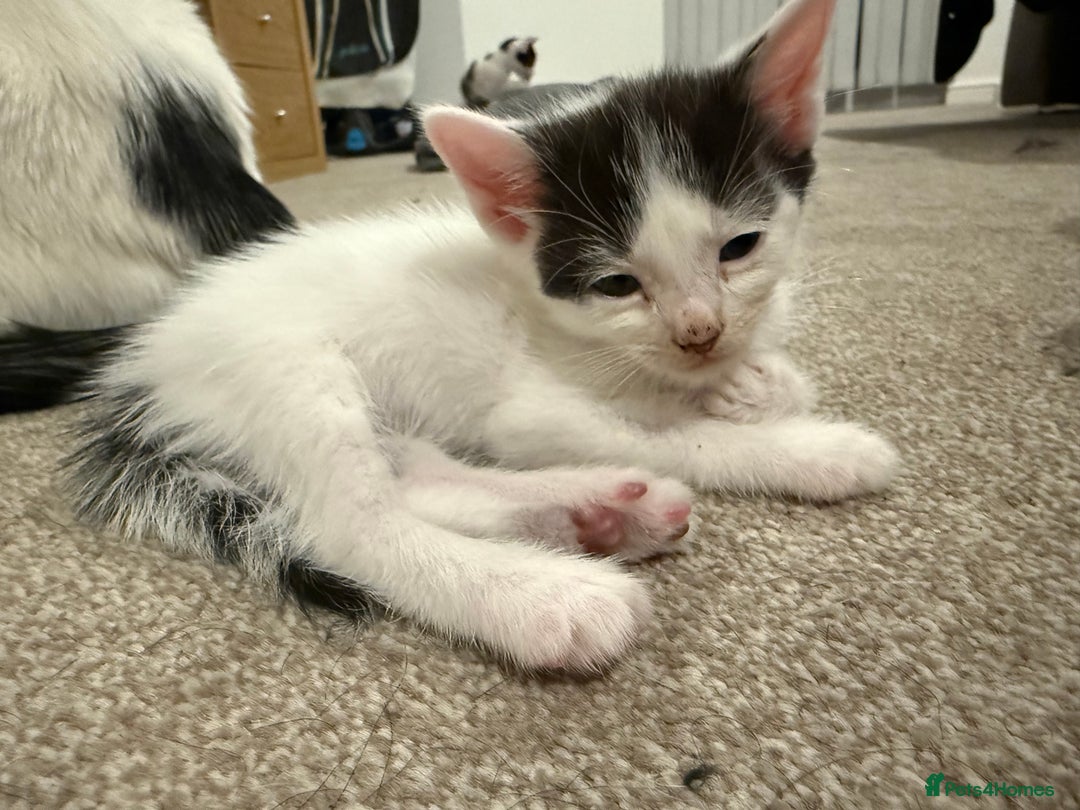 Mixed Breed cats for sale: 🤩🤩 8 beautiful babies 🤩🤩 - Image 13