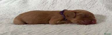 Labrador Retriever 4