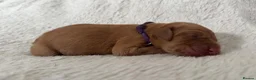 Labrador Retriever dogs for sale: ‼️Gorgeous DARK fox red Labrador puppies‼️ - Advert 6