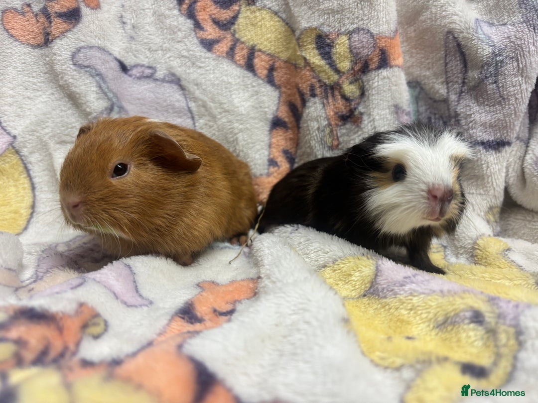 Guinea Pig rodents for sale: 2 beautiful girl piggys  - Advert 6