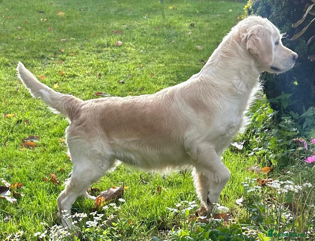 Golden Retriever dogs for sale: Beautiful, loving girl in Grantham - Advert 13