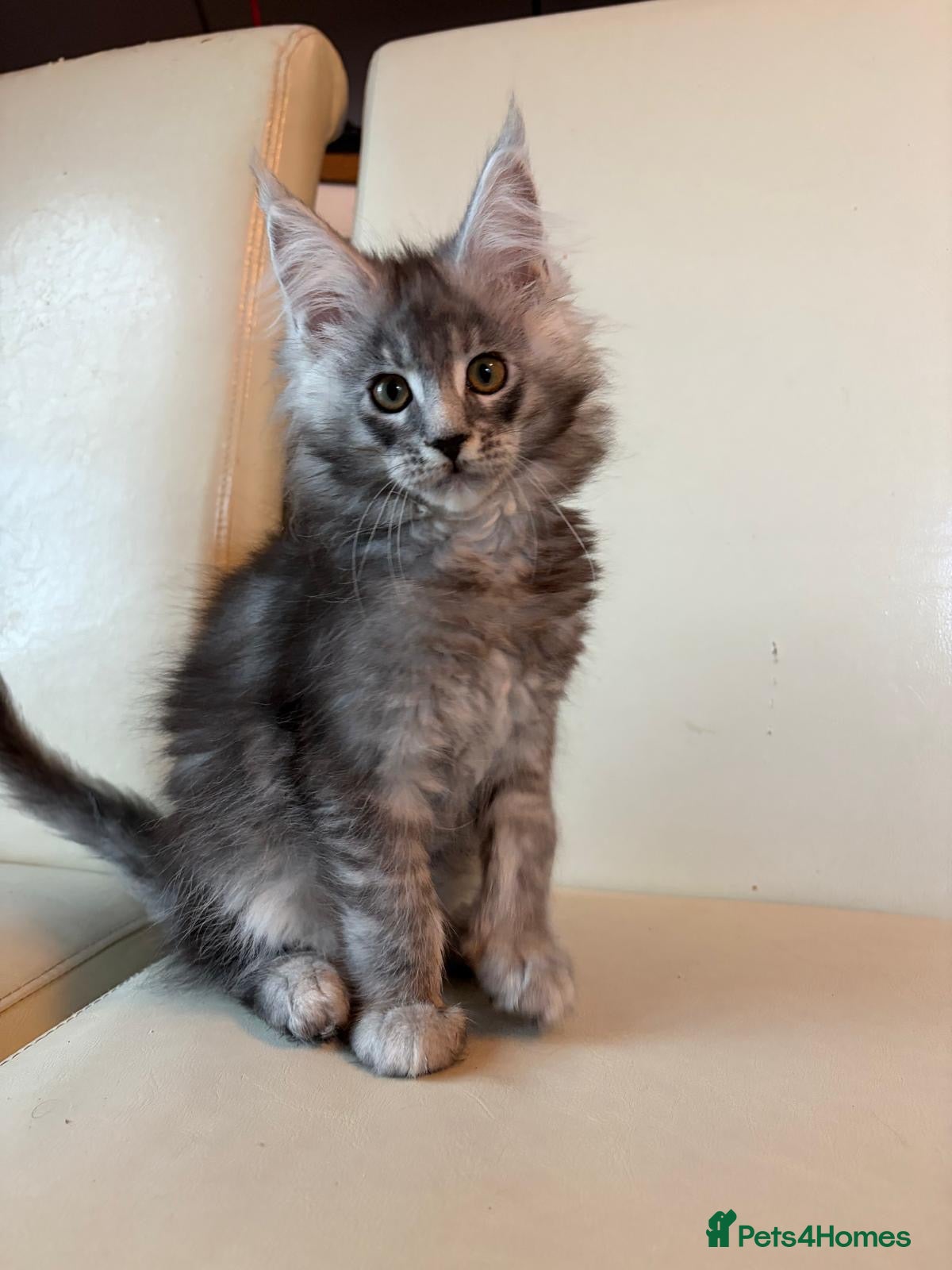 Maine Coon cats Top Quality TICA Maine Coons active possible - Advert 2