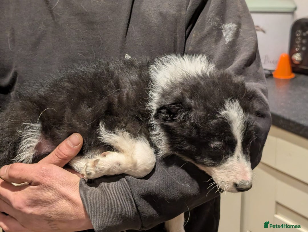 Border Collie dogs for sale: Border collie puppies merl and black/white - Advert 12